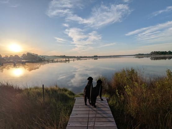 Photo of a calm morning sunrise over Harris Creek sun rising low to the right in a pale blue sky. Wispy white clouds decorate the center and horizon . Marsh is green with riotous new spring growth. Creek water is rippled and reflects the sun, sky and clouds.
In the foreground Miles and Jon two black Flat-Coated retrievers stand on the wood walk looking out for interesting waterfowl.
