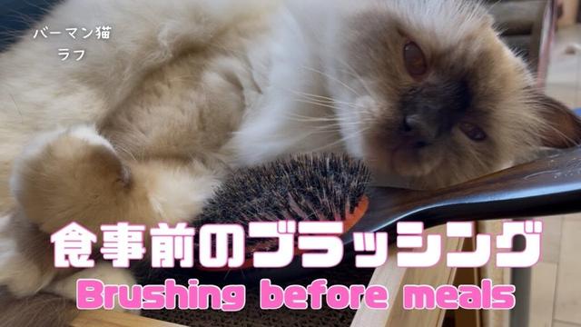 バーマン猫ラフ【食事前のブラッシング】Brushing before meals（バーマン猫）Birman/Cat