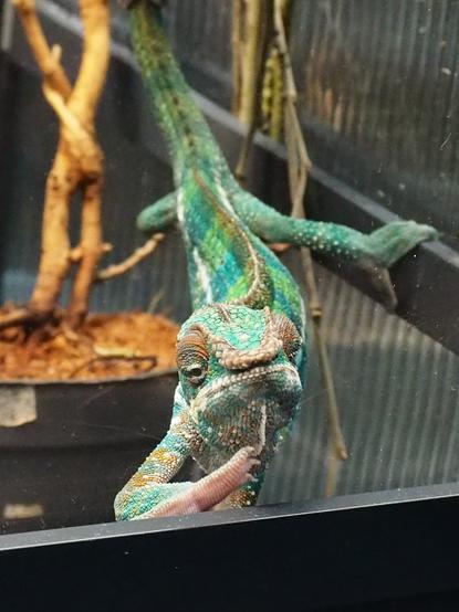 Green chameleon with aquamarine stripes looking through the opened terrarium like he is holding the cigarette and smoking.