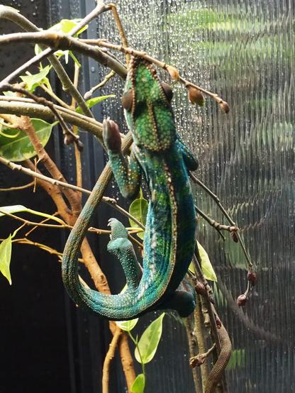 Green chameleon with a curled tail climbing on the branch.
The terrarium's wall on the background, full of condensed water.