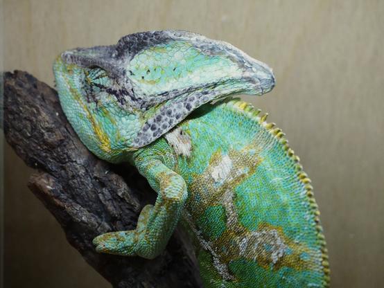 Green chameleon with golden stripes and black stripes on the head sleeping under the warm lamp. Chameleon lying on the branch. The wooden wall is on the background.