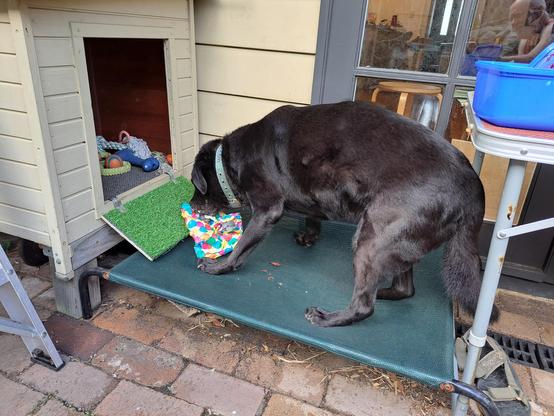 My black lab Jet opening a present on his trampoline bed.
