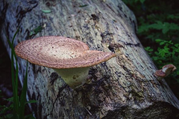 A giant fungus growing on a rotting log on the forest floor. It looks sort of like a large funnel, or maybe a large cone.