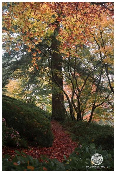 Orange leaves on a forest path, leading up to a tree with orange and yellow leaves