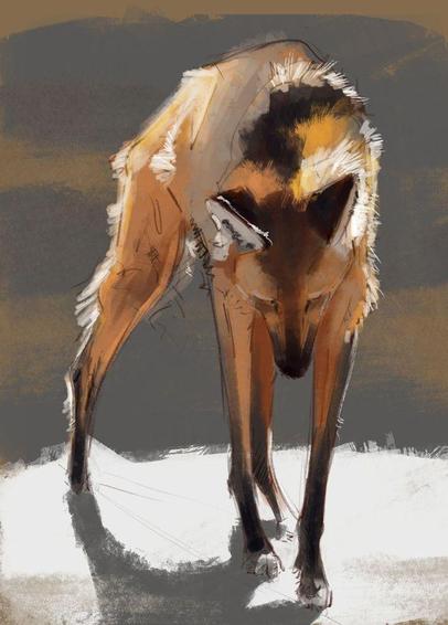 Digital sketch of a maned wolf looking down at the ground, which is strongly illuminated by the sun and consequently looks white. The background is an indistinct mix of grew and brown.