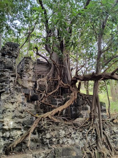 A gigantic tree growing on top of rock ruins in a jungly area