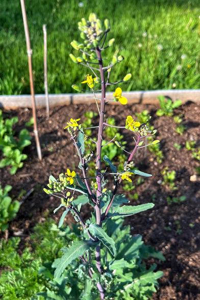 A tall spike of tiny yellow flowers growing out the top of a kale plant, with green/red ruffled leaves at the base below the flower spike, with other seedlings and brown soil in a veggie patch in the evening sun.