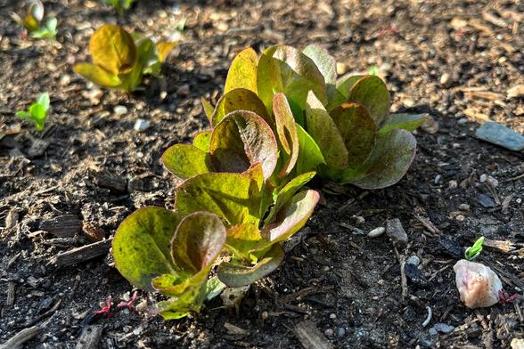 Tiny seedlings of red/green-leafed lettuce growing close together in soil in a veggie patch in the evening sun.