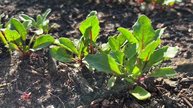 A row of tiny red beet seedlings, their green leaves and stems veined with red, growing in soil in a veggie patch in the evening sun.