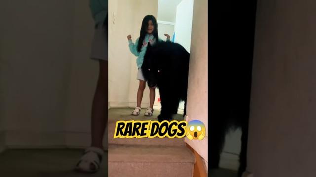 TOP RARE DOG
