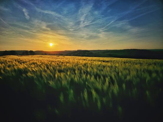 The image shows a wide wheat field, which is illuminated by sunlight. The stalks in the foreground appear golden and green. The sun is visible near the horizon on the left side of the frame, appearing as a bright, warm-toned circle. The sky above transitions from a warm, orange and yellow hue near the sun to a cooler blue towards the top right of the image. There are visible cloud streaks across the blue portion of the sky. The horizon shows a line of darker hills in the distance.