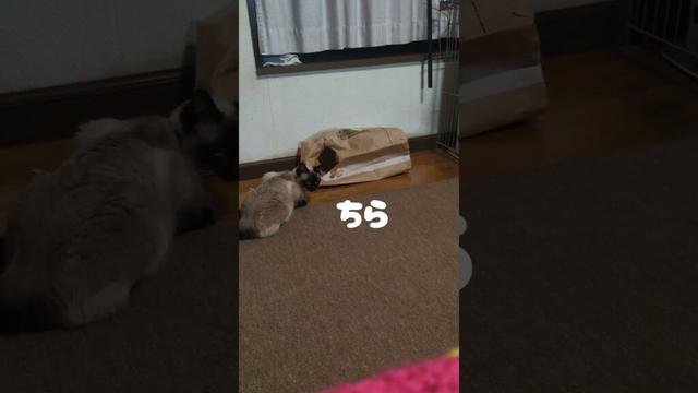 【シャム猫】マロンチャレンジ☆紙袋にすっぽり☆【保護猫 】 #いやし #ねこ #猫のいる暮らし #cat #catshorts #シャム猫 #保護猫