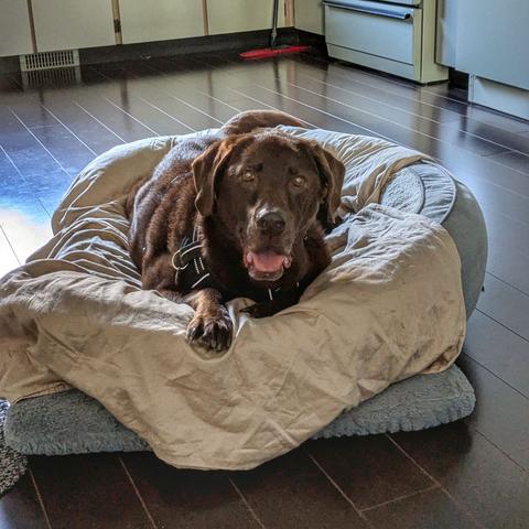 A chocolate lab is lying down on his bed.