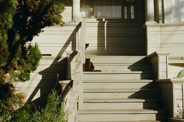 Two Black cats look curiously towards the photographer while sitting on a porch of a a pale pistachio green victorian house