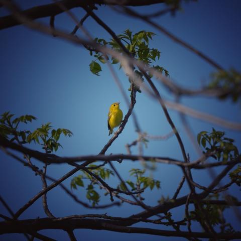 A goldfinch on a branch. The vignette on this is rather concentrated, so the bird pops more against the clear blue sky.