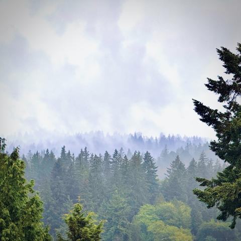 Two tall trees frame a misty forest in the distance under a cloudy sky.