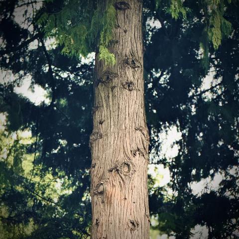 A tall tree trunk rises up among the branches and leaves of other greenery surrounding it.