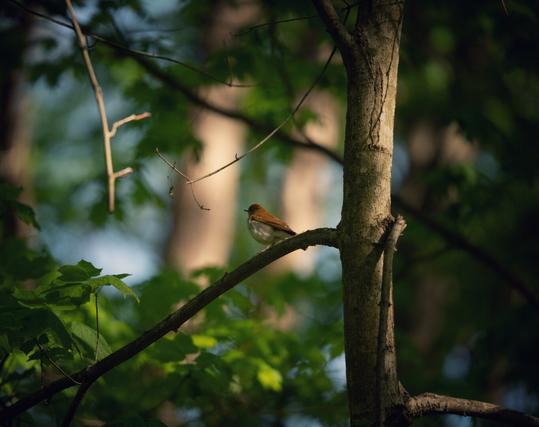 A veery sitting on the branch of a tree in a forest in the evening hours of a clear, sunny spring day.
