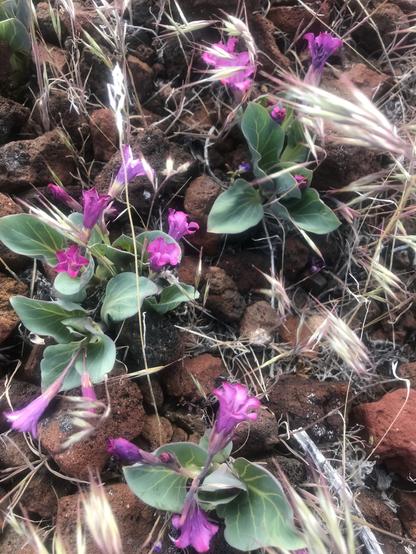 Several pink, fluted flowers are show amid pale-green leaves and some dry grass in rocky soil.