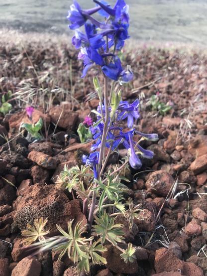 A multi-petaled blue-purple flower on stalks rising from spider green leafs is shown. The flower is growing out of volcanic brown-red rocks.