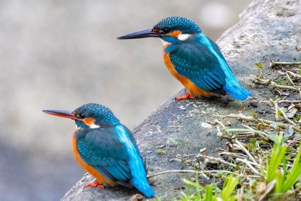 Two kingfishers, bright blue birds with a bronze chest, perched on a stone next to some greenery, look to the side overviewing the distance. The background is lightly blurred.