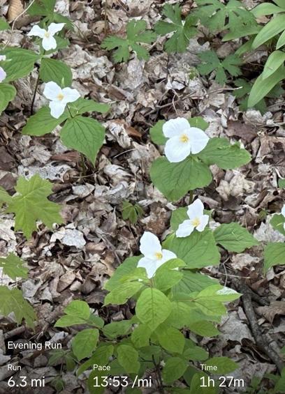 A scenic view of white flowers (trillium) blooming among green leaves on a forest floor, with scattered dried leaves. The overlay indicates an evening run of 6.3 miles at a pace of 13:53 per mile, lasting 1 hour and 27 m (strava rounded my time from 1hr 28m 12s).