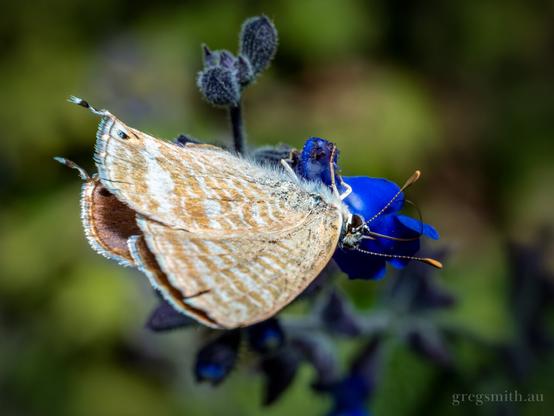 Long-tailed blue butterfly, Lampides boeticus, feeding from a blue flower.