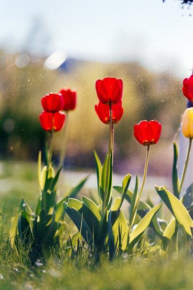 A low-angle shot of bright red tulips bathed in golden light, with soft film grain and floating dust particles adding a nostalgic atmosphere.