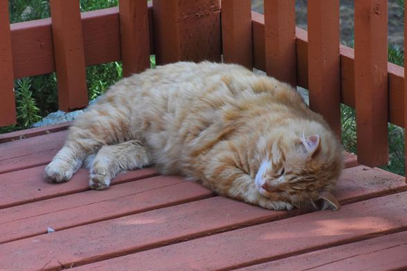 Obi is a fluffy orange tabby with a bit of white on his chin. He’s sleeping on the reddish boards of an outdoor deck, with his head resting on his right front paw.