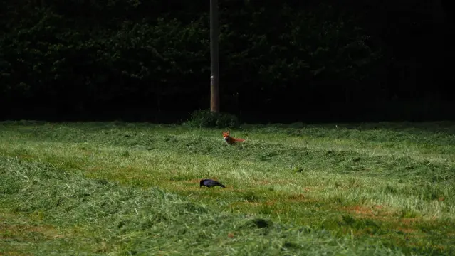 Fuchs beobachtet fressenden Raben auf einer gemähten Wiese