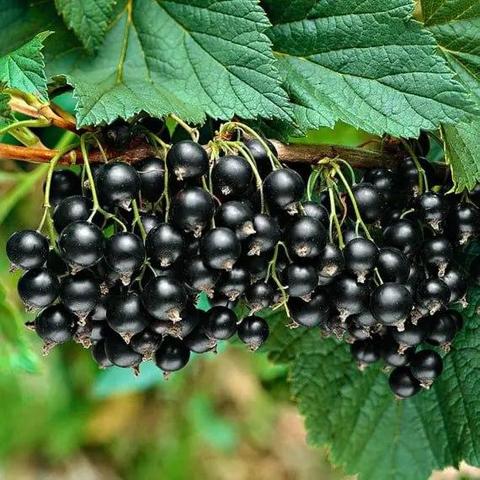Blackcurrant