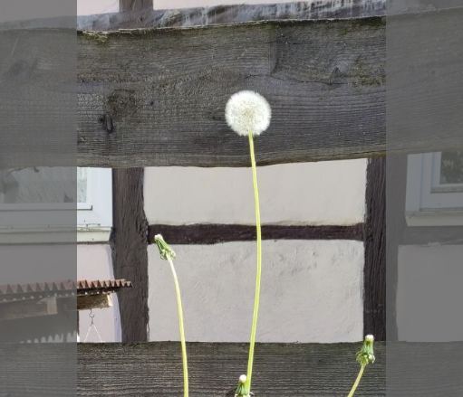 Pusteblume vor Holzbrett