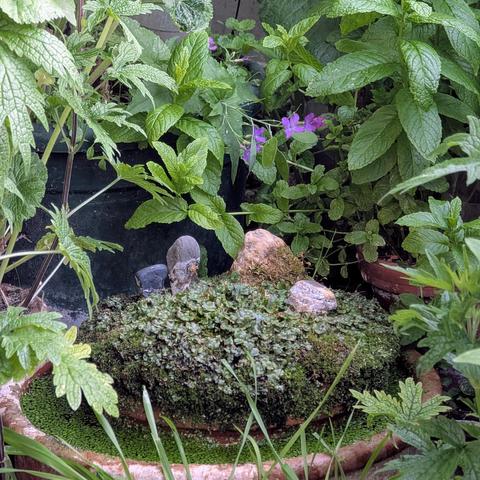 Nahaufnahme eines Moospottes in einem grösseren Tontopf mit Wasser und Entengrütze. Drumherum Blätter von Minze und Herzgespann. Oben ein paar violette Blüten vom einjährigen Silberblatt.