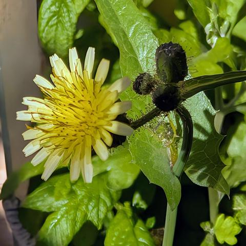 Nahaufnahme einer Blüte der Gänsedistel. Gelb, ca. 12mm im Durchmesser. Rechts daneben noch ein paar geschlossene Knospen.