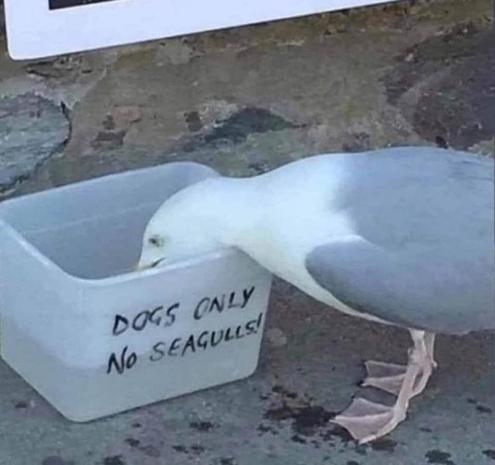 A seagull drinks from a container labeled "Dogs Only, No Seagulls!" on a stone surface. The humorous scene conveys irony and disobedience.