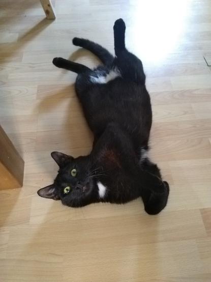 A cat, european short hair, lies on the floor of a room. He looks at the photographer with interest.
His body pose is very twisted: the photo is downwards to the floor, he's lying in a "J,"-shape: Top of the image are his hind legs and tail, belly up. Bottom of the image he's resting on his right shoulder, the bottom-left end of the J is his face, the comma are his front legs.