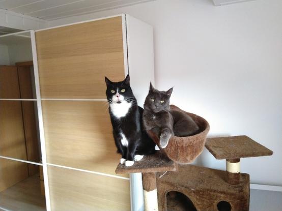 Two cats sitting on a cat tree in a room, a closet with a mirror behind them.
They look straight at the camera in a serious pose.

The left cat sits on a platform. His coat has a tuxedo pattern, mostly black with white patches around nose and mouth, on the chest and the belly. The paws are white, too.

The right cat sits in a circular hammock, with one paw extending over the hammock's corner. She's dark gray with a slightly reflecting effect.