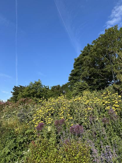 Blue skies over trees and Spring flowers