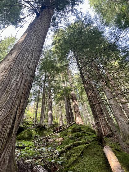 Looking up at some immense trees, particularly a Western cedar that's easily 150 ft (45 meters) tall.