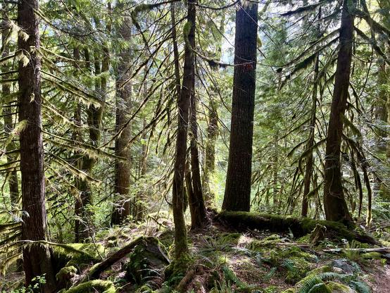 Smaller evergreen trees have their lower limbs draped in hanging lichens. The sun is from behind and lights up their silhouettes.