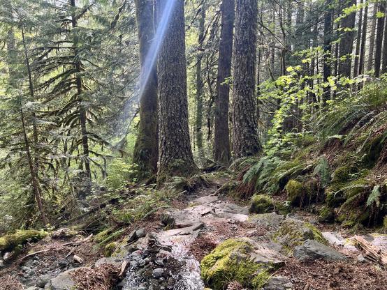 Path through the undergrowth. Huge ferns and mossy boulders in the foreground, a few large fir trunks and some lichen draped saplings in the background. A shaft of sunlight breaks through to light up the forest floor