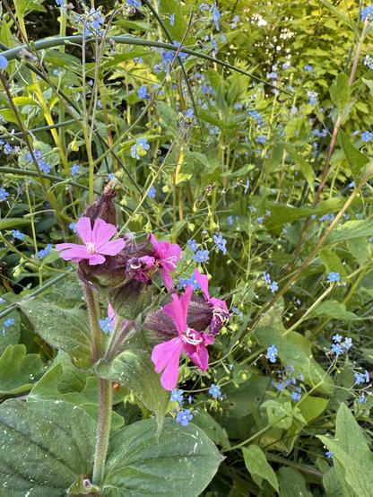 Rosa Lichtnelke und blaues Vergissmeinnicht