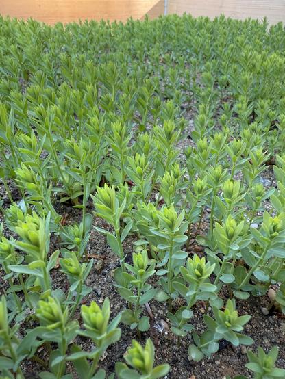 Flachs, inzwischen schon 6-8 cm hoch
