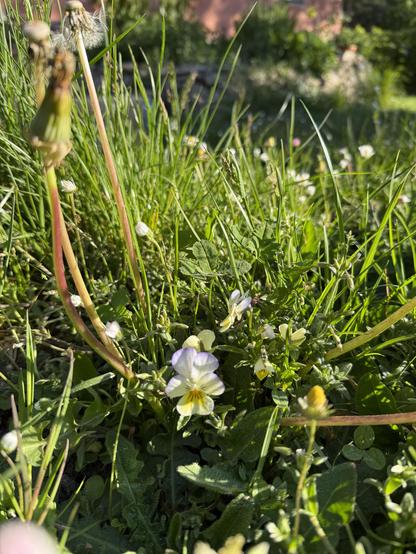 Wiesenstück mit Stiefmütterchen und Löwenzahn