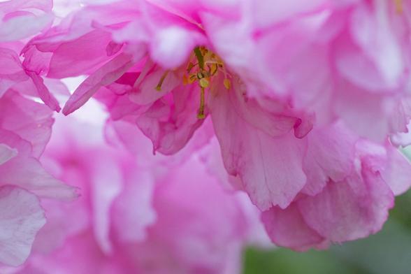 Rosa körsbärsblomma med en liten spindel i mitten.