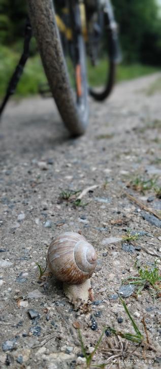 Escargot dans un chemin forestier
