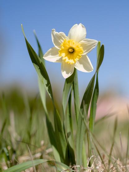 Daffadil, shallow depth of field, standing up against a bokeh background of grass and blue sky. Soft, dreamlike.
