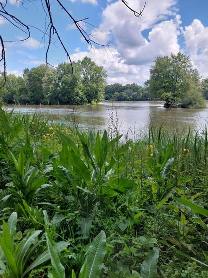 Paysage de Loire: le fleuve,des îles  arborées, la rives et ses iris des marais
