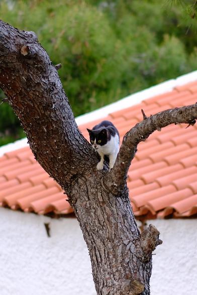 Photo of a black-and-white cat sitting in a tree. Behind the tree, slightly out-of-focus, is a building with white walls and terracotta tiles.