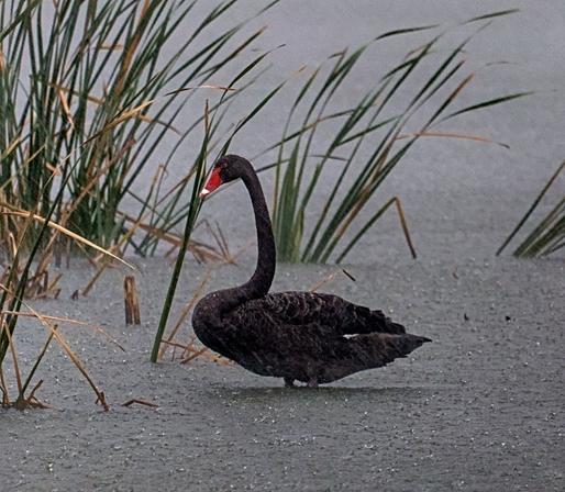 a swan stands in the water in the rain
